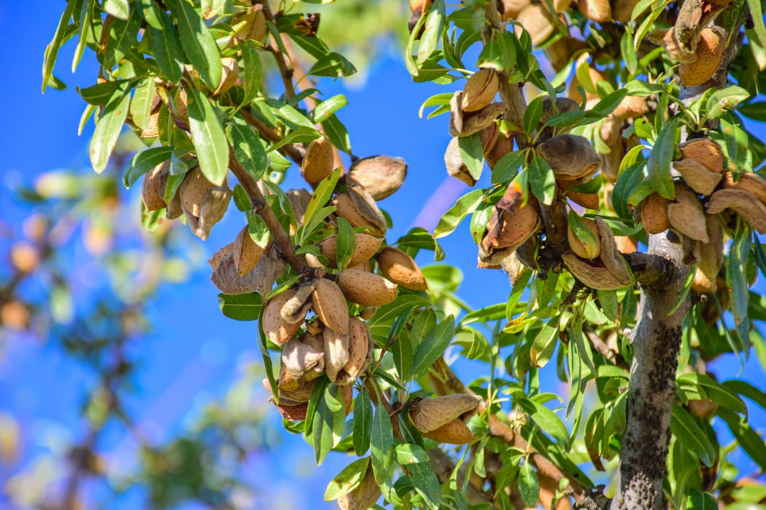 Unveiling the Hidden Biodiversity Jewel: Corsica’s Chestnut Forests